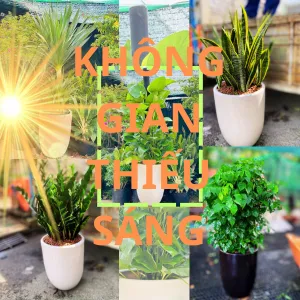 Top 5 cây nội thất không cần nhiều nắng – vẫn phát triển cực tốt