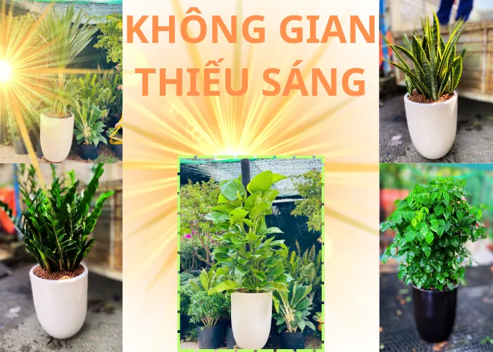 Top 5 cây nội thất không cần nhiều nắng – vẫn phát triển cực tốt