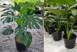Cách Chọn Chậu Cho Cây Trầu Bà Lá Xẻ Để Lá To, Dáng Đẹp
