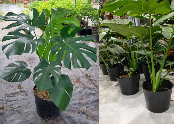 Cách Chọn Chậu Cho Cây Trầu Bà Lá Xẻ Để Lá To, Dáng Đẹp