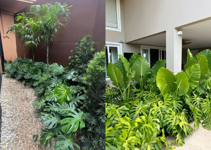 Trang Trí Quán Cà Phê Với Cây Trầu Bà Lá Xẻ – Xu Hướng Năm 2025 6 Trang Trí Quán Cà Phê Với Cây Trầu Bà Lá Xẻ – Xu Hướng Năm 2025