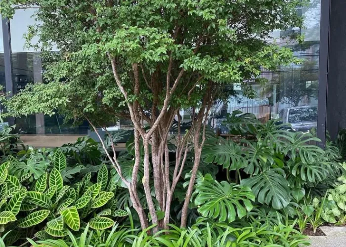 Trang Trí Quán Cà Phê Với Cây Trầu Bà Lá Xẻ – Xu Hướng Năm 2025 2 Trang Trí Quán Cà Phê Với Cây Trầu Bà Lá Xẻ – Xu Hướng Năm 2025