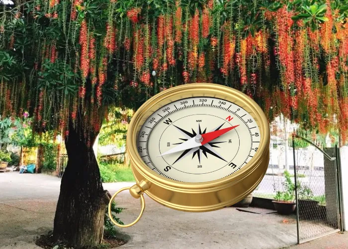 Trồng Cây Lộc Vừng trước nhà phù hợp 4 hướng Đông, Tây, Nam, Bắc 1 Trồng Cây Lộc Vừng trước nhà phù hợp 4 hướng Đông, Tây, Nam, Bắc