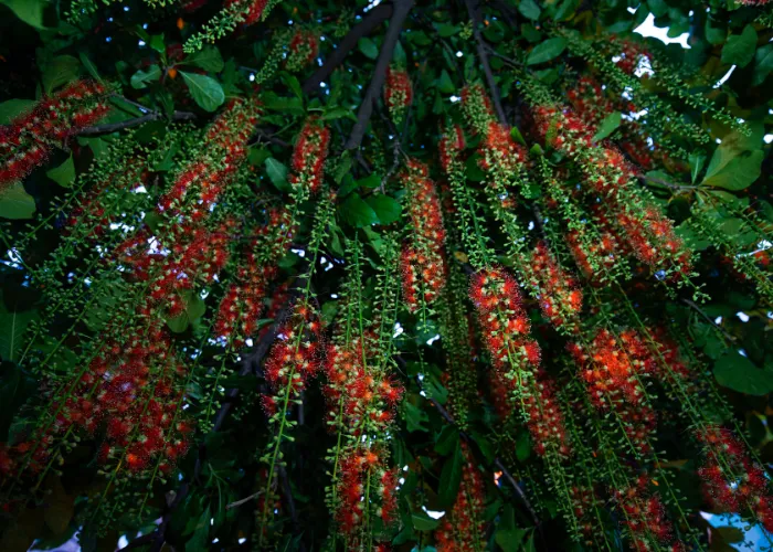 Cây Lộc Vừng Có Kỵ Tuổi Không?