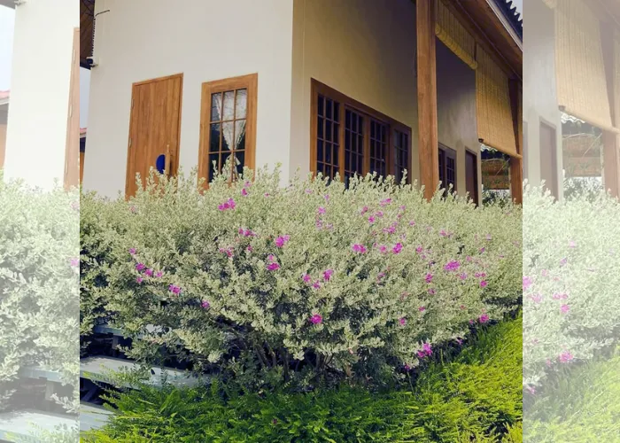 Tuyết Sơn Phi Hồng – Cây Hoa Lạ Mắt, Hợp Với Mọi Không Gian Sân Vườn