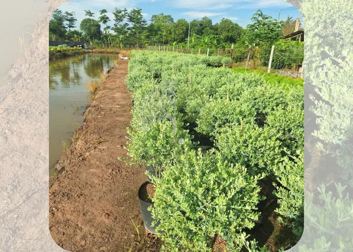 Tuyết Sơn Phi Hồng – Cây Hoa Lạ Mắt, Hợp Với Mọi Không Gian Sân Vườn