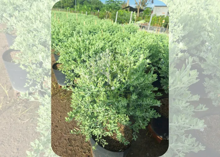 Tuyết Sơn Phi Hồng – Cây Hoa Lạ Mắt, Hợp Với Mọi Không Gian Sân Vườn