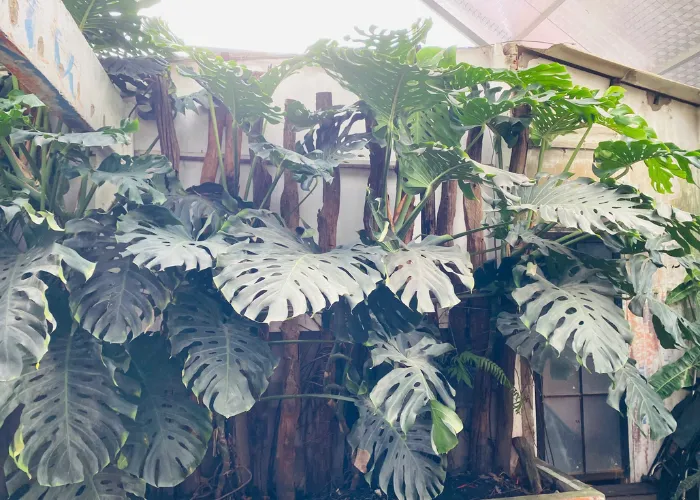 2 Loại Cây Trồng Quán Cà Phê Nhiệt Đới Được Ưa Chuộng – Trầu Bà Lá Xẻ (Monstera Deliosa) & Hạc Cam (Philodendron billietiae)