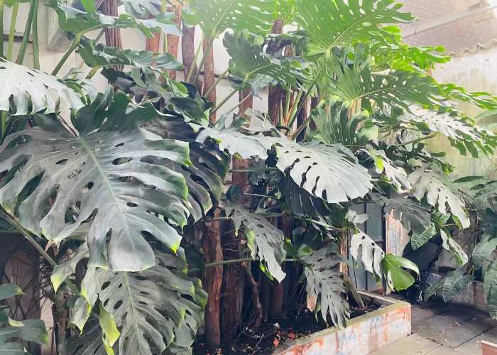 2 Loại Cây Trồng Quán Cà Phê Nhiệt Đới Được Ưa Chuộng – Trầu Bà Lá Xẻ (Monstera Deliosa) & Hạc Cam (Philodendron billietiae)