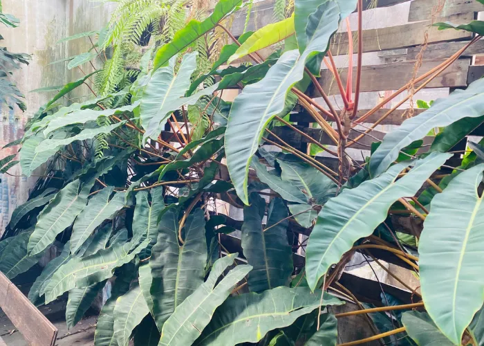 2 Loại Cây Trồng Quán Cà Phê Nhiệt Đới Được Ưa Chuộng – Trầu Bà Lá Xẻ (Monstera Deliosa) & Hạc Cam (Philodendron billietiae)
