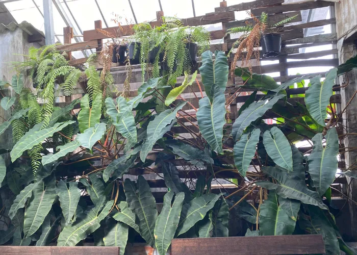 2 Loại Cây Trồng Quán Cà Phê Nhiệt Đới Được Ưa Chuộng – Trầu Bà Lá Xẻ (Monstera Deliosa) & Hạc Cam (Philodendron billietiae)
