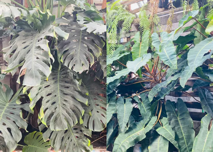 2 Loại Cây Trồng Quán Cà Phê Nhiệt Đới Được Ưa Chuộng – Trầu Bà Lá Xẻ (Monstera Deliosa) & Hạc Cam (Philodendron billietiae)