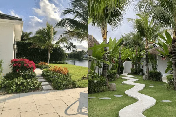 Cây Dừa Cảnh – Cây Công Trình Thân Thiện, Ít Rụng Lá, Dễ Chăm Sóc