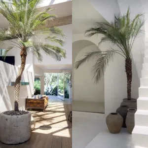 Bộ Sưu Tập Chậu Cây Cau Nga Mi Đẹp – Mua Lẻ, Mua Sỉ Tại OnGreen