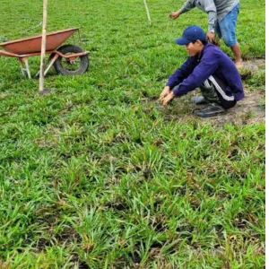Trồng Cỏ Lá Gừng Giá Rẻ Tại Thủ Đức – OnGreen Chuyên Thi Công