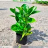 Mua Cây Ắc Ó Tại Thủ Đức Và TP.HCM – Giao Hàng Tận Nơi, Giá Ưu Đãi