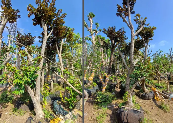 Bán Cây Vú Sữa Giá Rẻ Tại Thủ Đức Và TP.HCM – OnGreen Uy Tín, Giao Nhanh