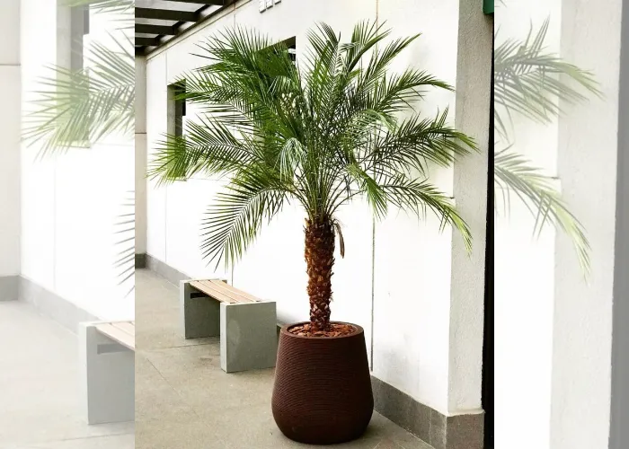 Bộ Sưu Tập Chậu Cây Cau Nga Mi Đẹp – Mua Lẻ, Mua Sỉ Tại OnGreen