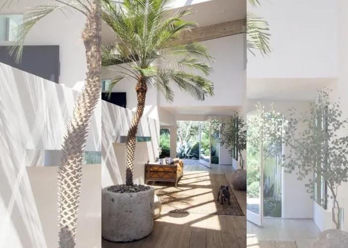 Bộ Sưu Tập Chậu Cây Cau Nga Mi Đẹp – Mua Lẻ, Mua Sỉ Tại OnGreen