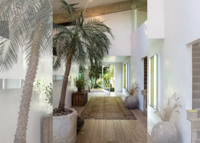 Bộ Sưu Tập Chậu Cây Cau Nga Mi Đẹp – Mua Lẻ, Mua Sỉ Tại OnGreen