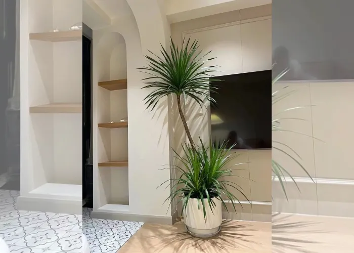 Cách đặt cây cảnh trong phòng khách để nổi bật mà không rối mắt?