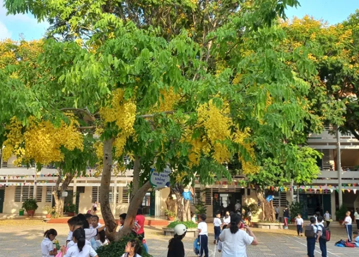 Cây Bóng Mát Cho Sân Trường – Gợi Ý 5 Loại Bền, Tán Đẹp, Ít Rụng Lá