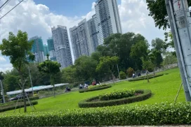 Vì Sao Thảm Cỏ Đang Xanh Bỗng Vàng Từng Mảng?