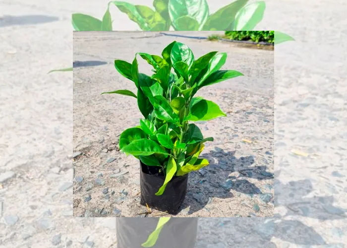 Mua Cây Ắc Ó Tại Thủ Đức Và TP.HCM – Giao Hàng Tận Nơi, Giá Ưu Đãi