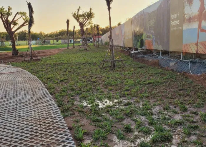 Trồng Cỏ Lá Gừng Giá Rẻ Tại Thủ Đức – OnGreen Chuyên Thi Công