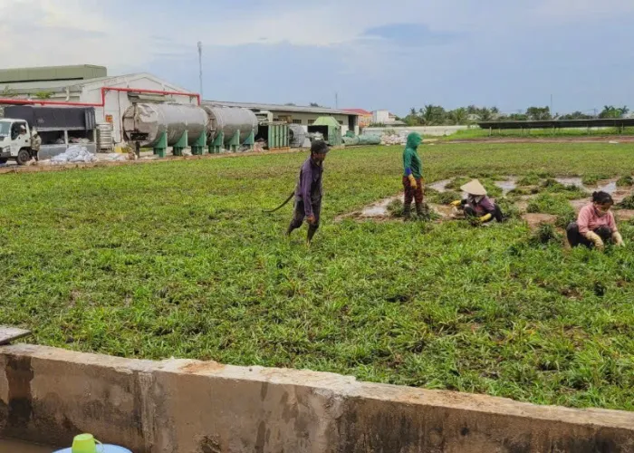 Trồng Cỏ Lá Gừng Giá Rẻ Tại Thủ Đức – OnGreen Chuyên Thi Công