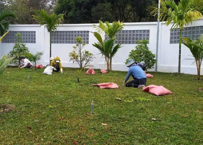 Trồng Cỏ Lá Gừng Giá Rẻ Tại Thủ Đức – OnGreen Chuyên Thi Công