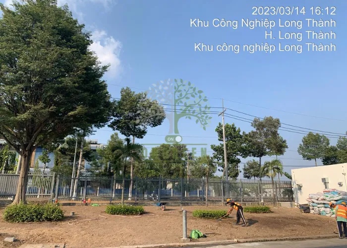 Trồng Cỏ Nhung Nhật Tại Thủ Đức, Quận 9 Và TP.HCM– OnGreen Thi Công Uy Tín 6 Trồng Cỏ Nhung Nhật Tại Thủ Đức Và TP.HCM– OnGreen Thi Công Uy Tín
