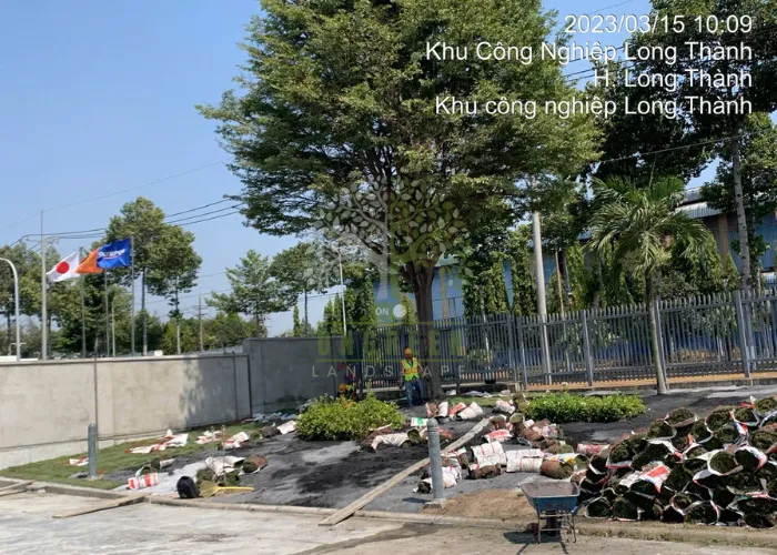 Trồng Cỏ Nhung Nhật Tại Thủ Đức, Quận 9 Và TP.HCM– OnGreen Thi Công Uy Tín 7 Trồng Cỏ Nhung Nhật Tại Thủ Đức Và TP.HCM– OnGreen Thi Công Uy Tín