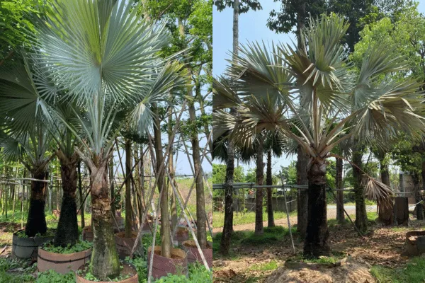 Cây Kè Bạc Có Dễ Trồng Không? Kinh Nghiệm Thực Tế Từ OnGreen