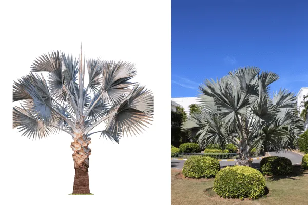 Cây Kè Bạc Có Dễ Trồng Không? Kinh Nghiệm Thực Tế Từ OnGreen