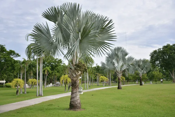 Cây Kè Bạc Có Dễ Trồng Không? Kinh Nghiệm Thực Tế Từ OnGreen 6 Cây Kè Bạc Có Dễ Trồng Không? Kinh Nghiệm Thực Tế Từ OnGreen