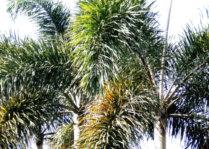 Giới Thiệu Cây Cau Đuôi Chồn – Dáng Cây Sang, Lá Đẹp Mềm Mại