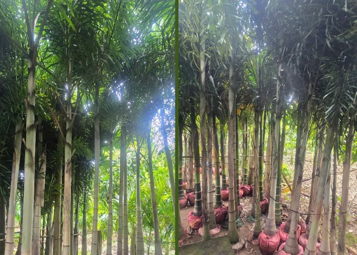 Giới Thiệu Cây Cau Đuôi Chồn – Dáng Cây Sang, Lá Đẹp Mềm Mại