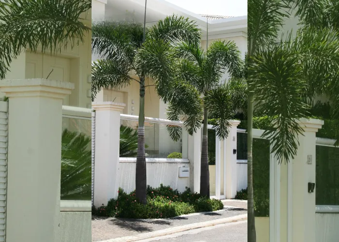 Giới Thiệu Cây Cau Đuôi Chồn – Dáng Cây Sang, Lá Đẹp Mềm Mại