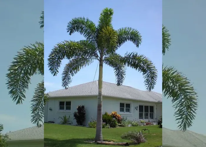 Giới Thiệu Cây Cau Đuôi Chồn – Dáng Cây Sang, Lá Đẹp Mềm Mại