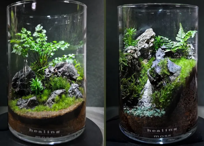 Mang Cả Khu Rừng Vào Bình Thủy Tinh – Terrarium Là Gì Mà Khiến Ai Cũng Mê?