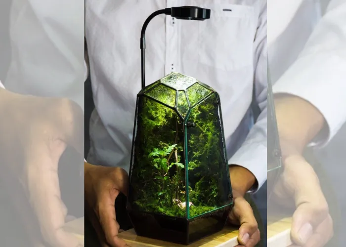 Mang Cả Khu Rừng Vào Bình Thủy Tinh – Terrarium Là Gì Mà Khiến Ai Cũng Mê?