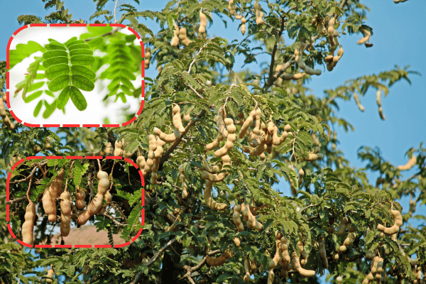 Trái Me Chua – Từ Cây Ăn Quả Đến Vị Thuốc Tự Nhiên