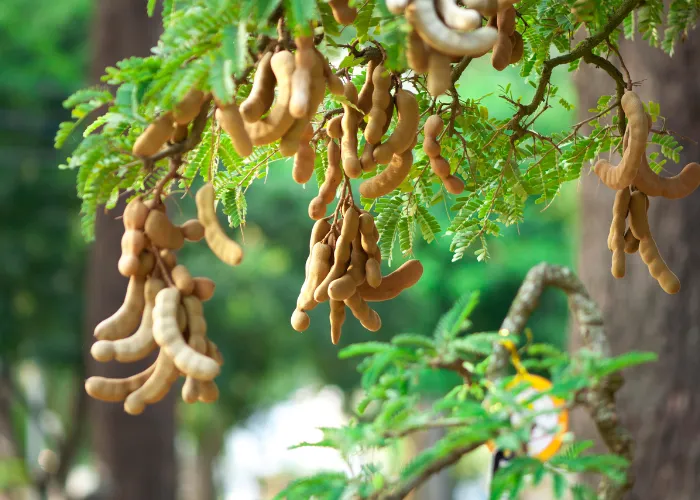 Trái Me Chua – Từ Cây Ăn Quả Đến Vị Thuốc Tự Nhiên