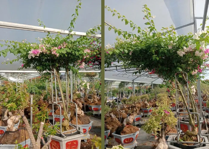 Trang Trí Cổng Bằng Chậu Hoa Giấy Đẹp – Đơn Giản Mà Thu Hút 5 Trang Trí Cổng Bằng Chậu Hoa Giấy Đẹp – Đơn Giản Mà Thu Hút