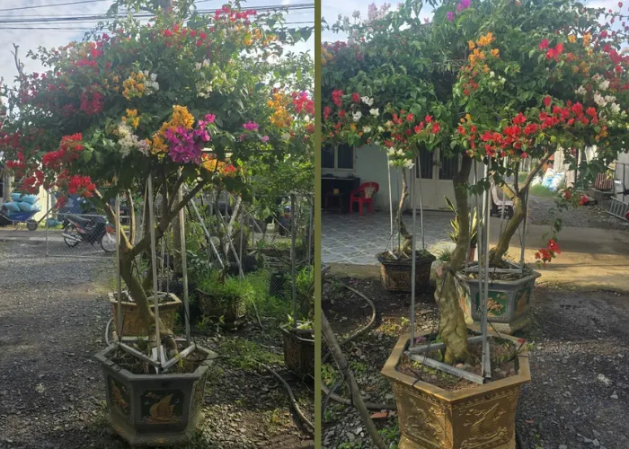 Trang Trí Cổng Bằng Chậu Hoa Giấy Đẹp – Đơn Giản Mà Thu Hút 4 Trang Trí Cổng Bằng Chậu Hoa Giấy Đẹp – Đơn Giản Mà Thu Hút