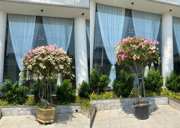 Trang Trí Cổng Bằng Chậu Hoa Giấy Đẹp – Đơn Giản Mà Thu Hút 2 Trang Trí Cổng Bằng Chậu Hoa Giấy Đẹp – Đơn Giản Mà Thu Hút