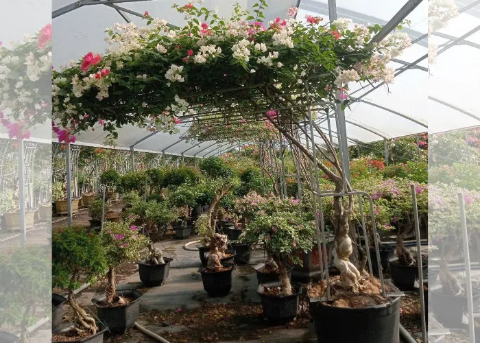 Trang Trí Cổng Bằng Chậu Hoa Giấy Đẹp – Đơn Giản Mà Thu Hút 1 Trang Trí Cổng Bằng Chậu Hoa Giấy Đẹp – Đơn Giản Mà Thu Hút