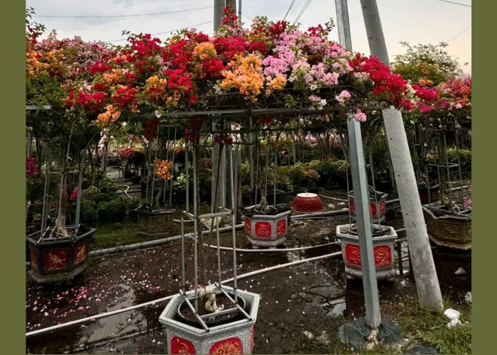 Trang Trí Cổng Bằng Chậu Hoa Giấy Đẹp – Đơn Giản Mà Thu Hút 6 Trang Trí Cổng Bằng Chậu Hoa Giấy Đẹp – Đơn Giản Mà Thu Hút