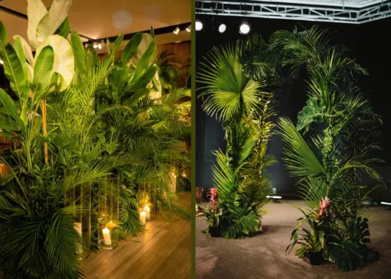 Cây Cau Hawaii: Lựa Chọn Hoàn Hảo Cho Decor Phong Cách Tropical